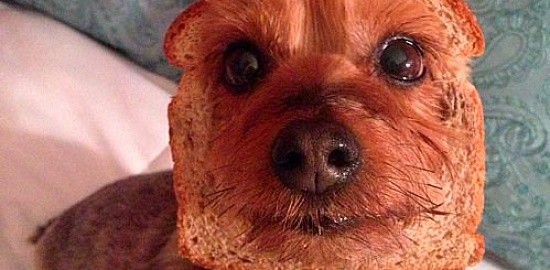 Собачий бутерброд