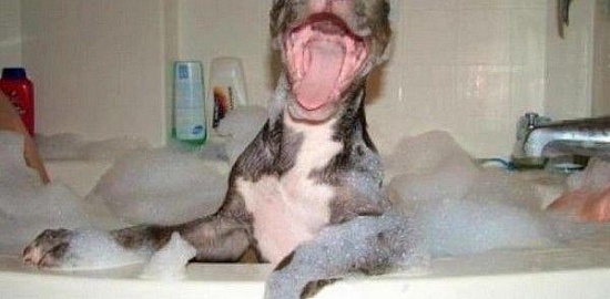 Когда собака любит ванну