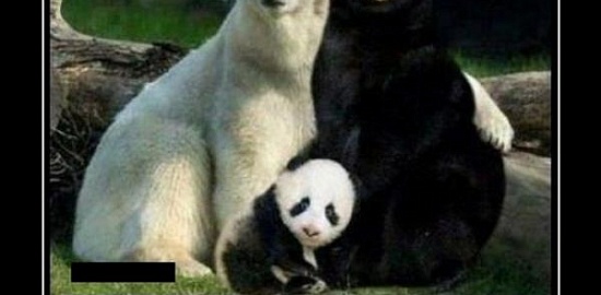 Как появились панды