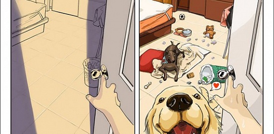 Жизнь до и после заведения пса