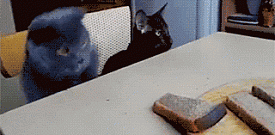 Коты воруют хлеб со стола